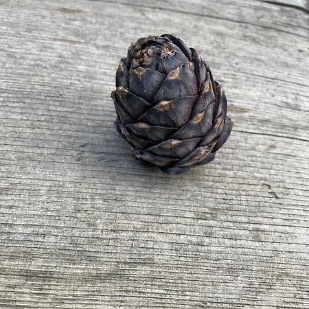 Turracher Berghuette Apartment Turracher Hoehe